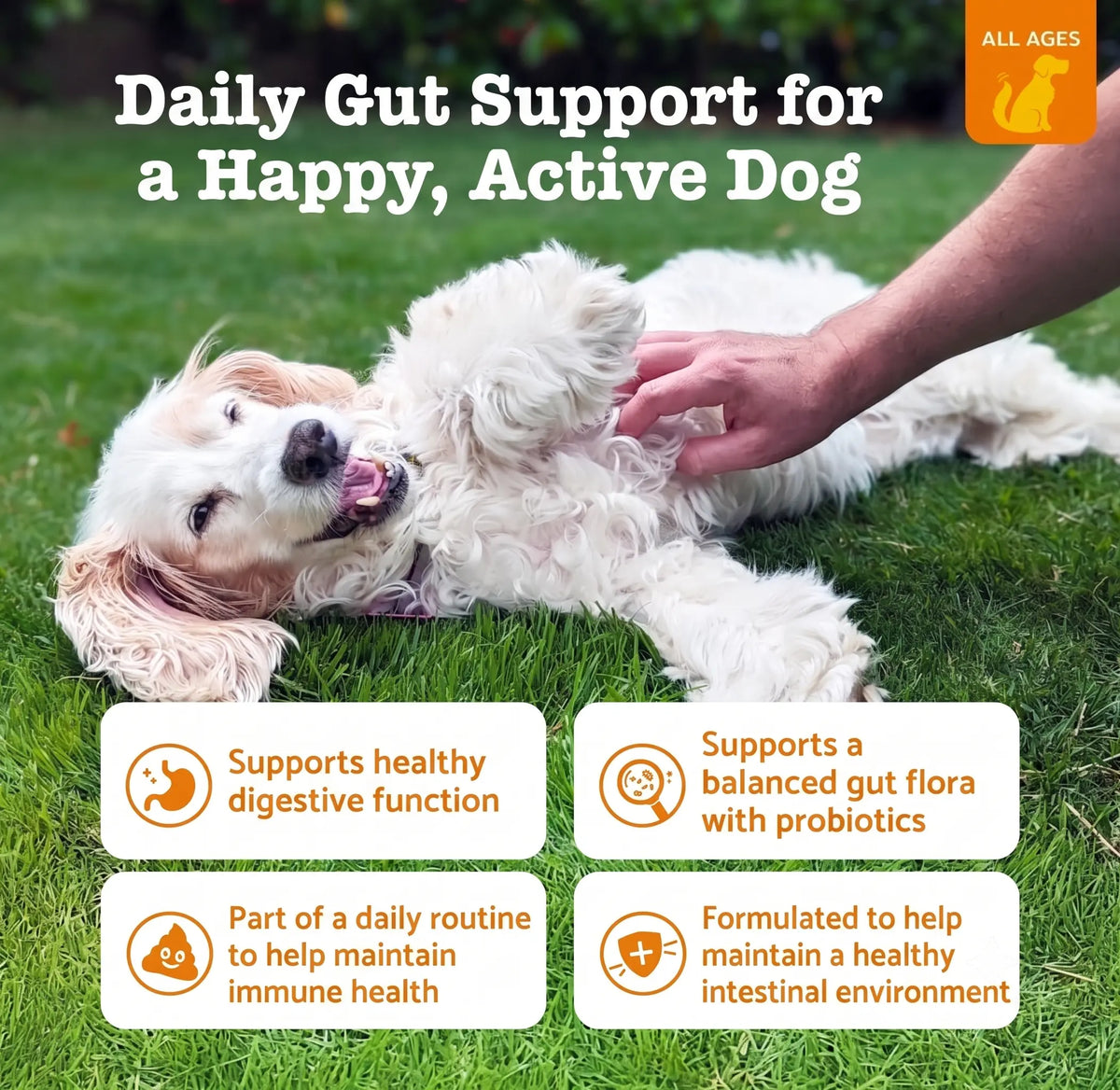In-Stock Dog Probiotic Chewables - Canine Nutritional Supplement with Multivitamins, Fructooligosaccharide, Delicious Chicken Flavor, 6.35 Oz, 90 Soft Chews for Puppy Intestinal Flora Balance & Daily Wellness, Daily Canine Wellness Sohochic, Puppy Probiot